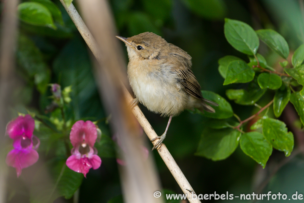 Teichrohrsänger, Rohrspatz