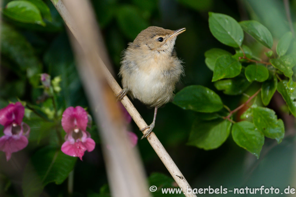 Teichrohrsänger, Rohrspatz