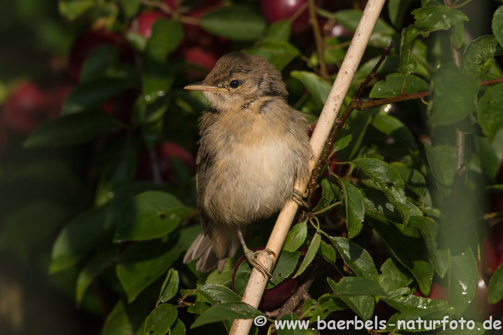 Teichrohrsänger, Rohrspatz