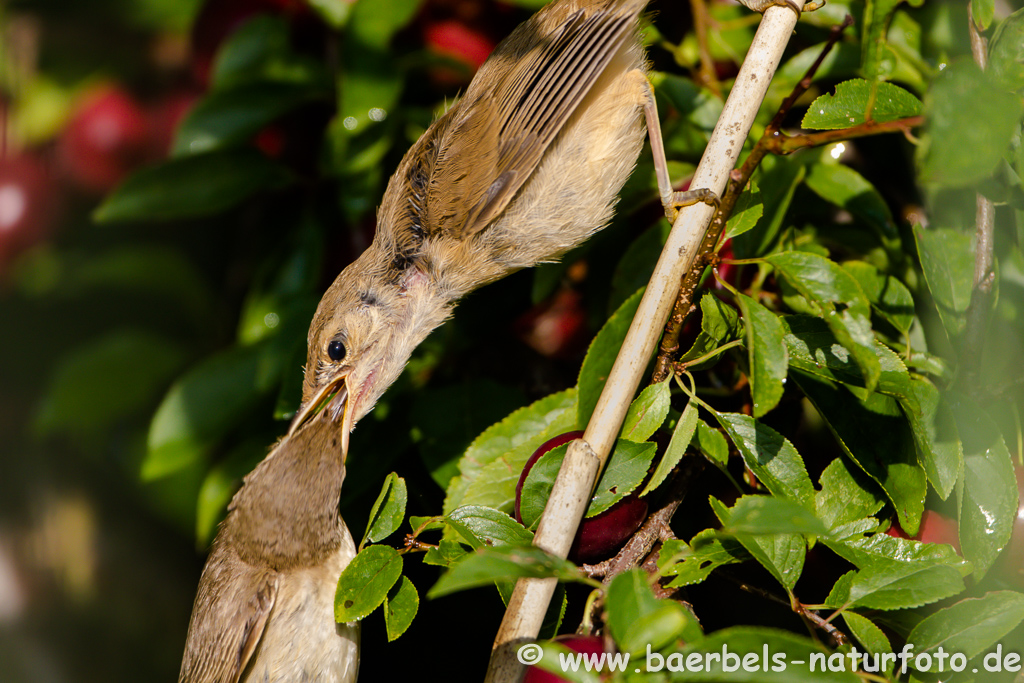 Teichrohrsänger, Rohrspatz