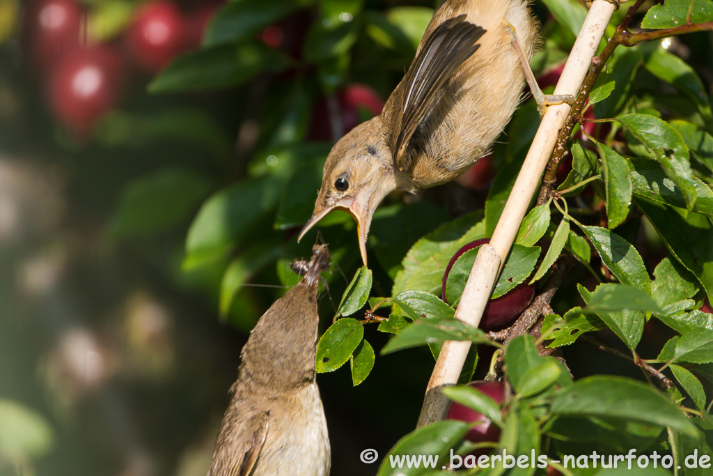 Teichrohrsänger, Rohrspatz