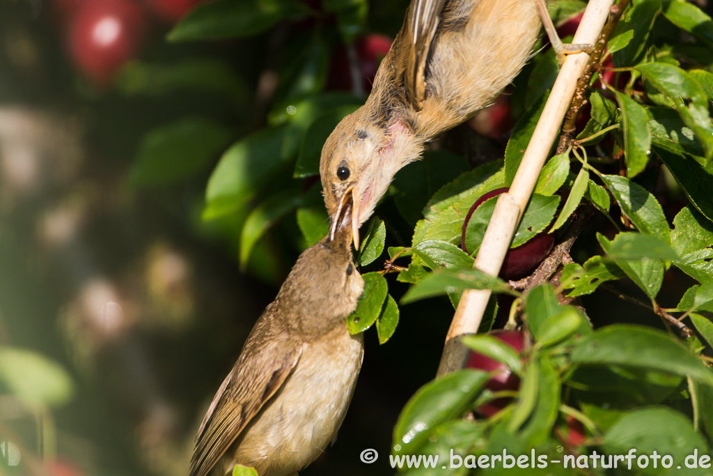 Teichrohrsänger, Rohrspatz