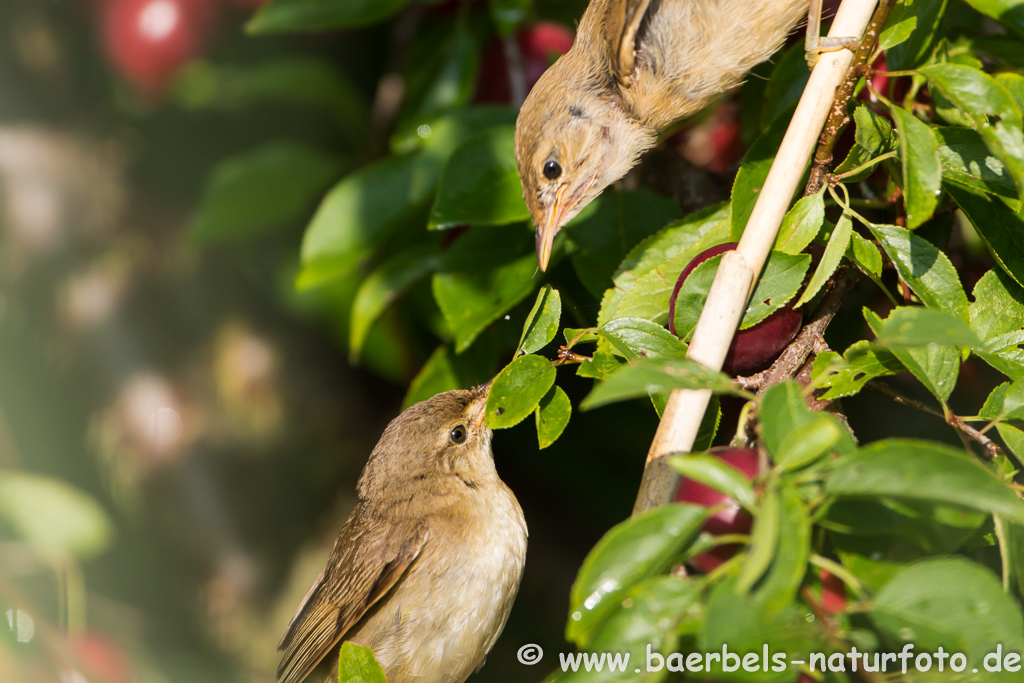 Teichrohrsänger, Rohrspatz