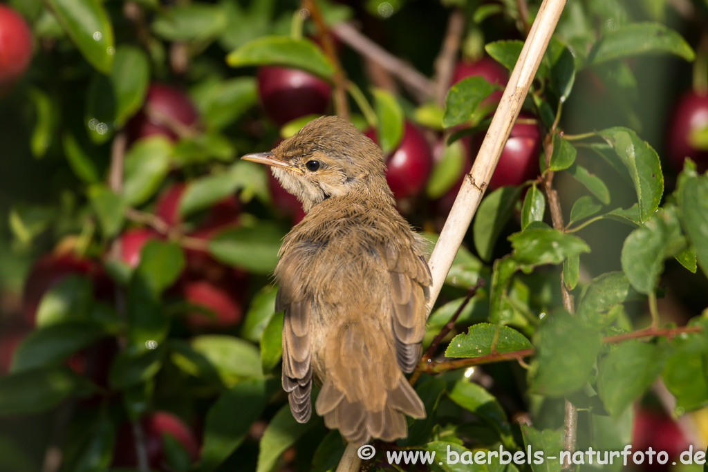 Teichrohrsänger, Rohrspatz