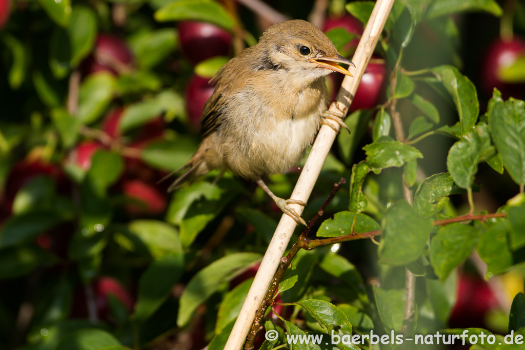 Teichrohrsänger, Rohrspatz