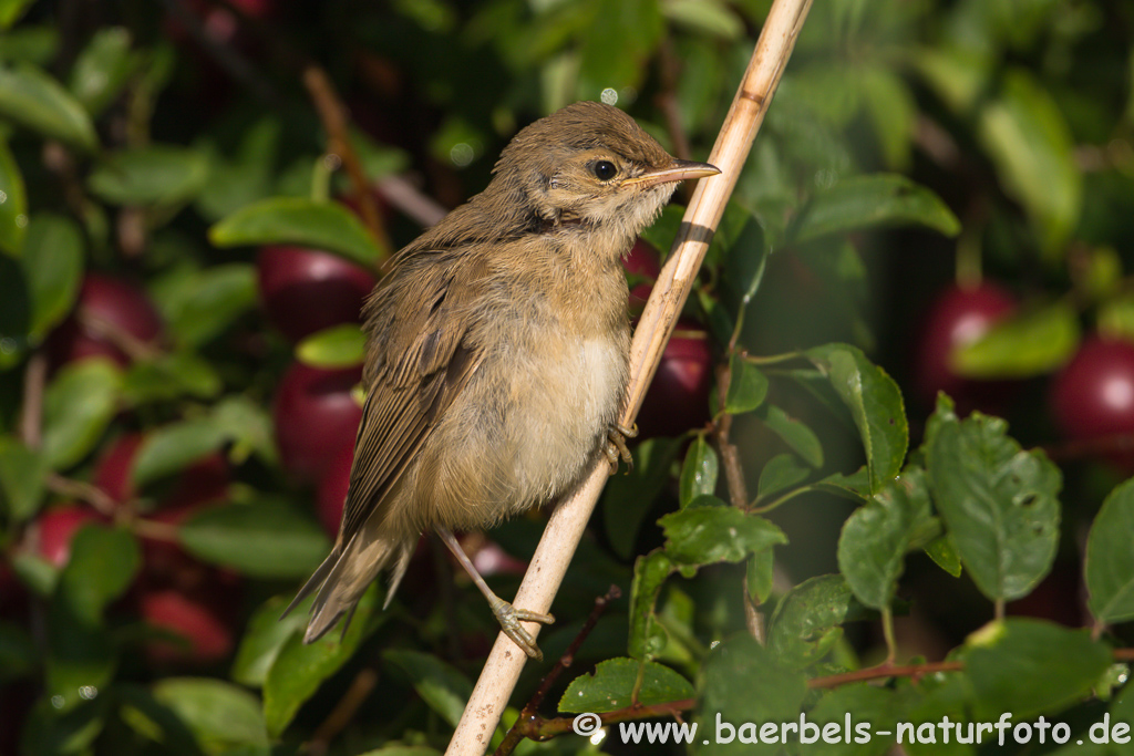 Teichrohrsänger, Rohrspatz