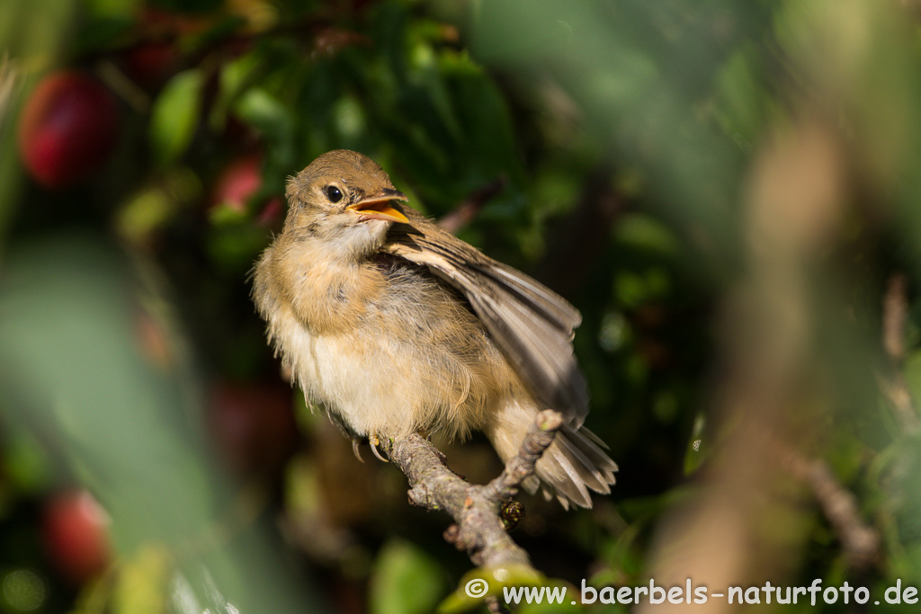 Teichrohrsänger, Rohrspatz