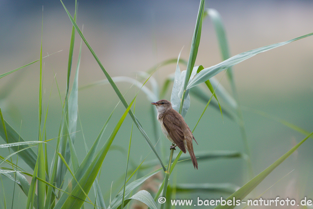 Teichrohrsänger, Rohrspatz