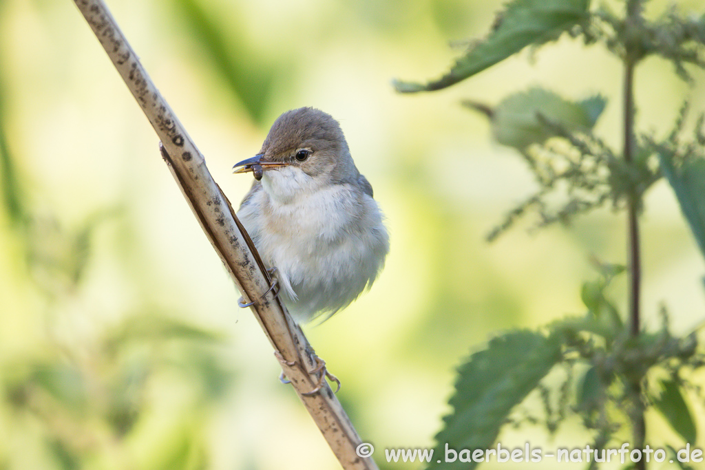 Teichrohrsänger, Rohrspatz