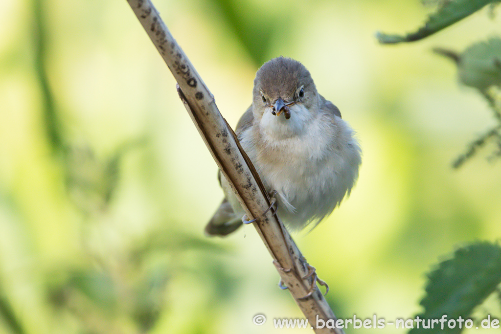 Teichrohrsänger, Rohrspatz