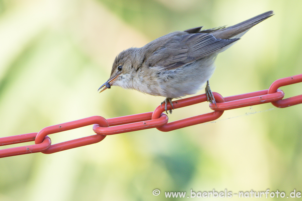 Teichrohrsänger, Rohrspatz