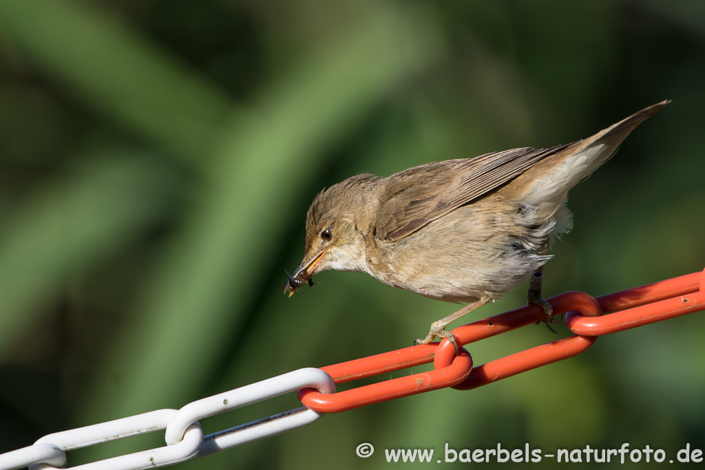 Teichrohrsänger, Rohrspatz