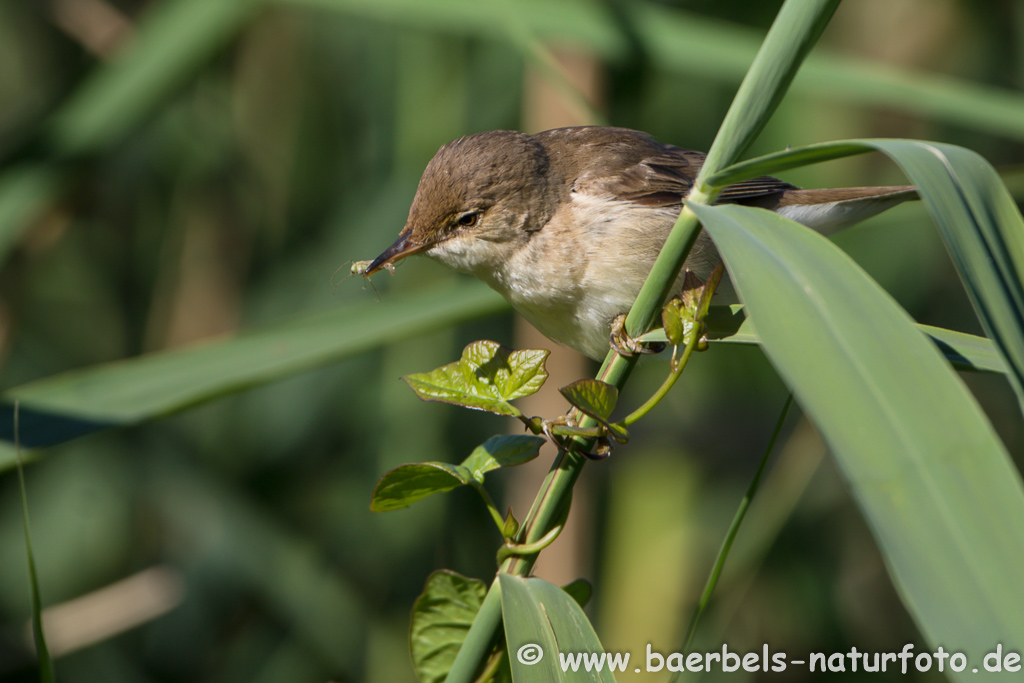 Teichrohrsänger, Rohrspatz