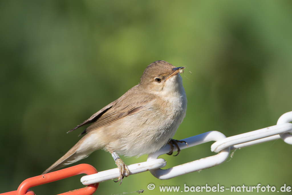 Teichrohrsänger, Rohrspatz