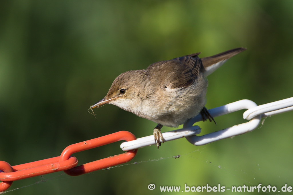 Teichrohrsänger, Rohrspatz