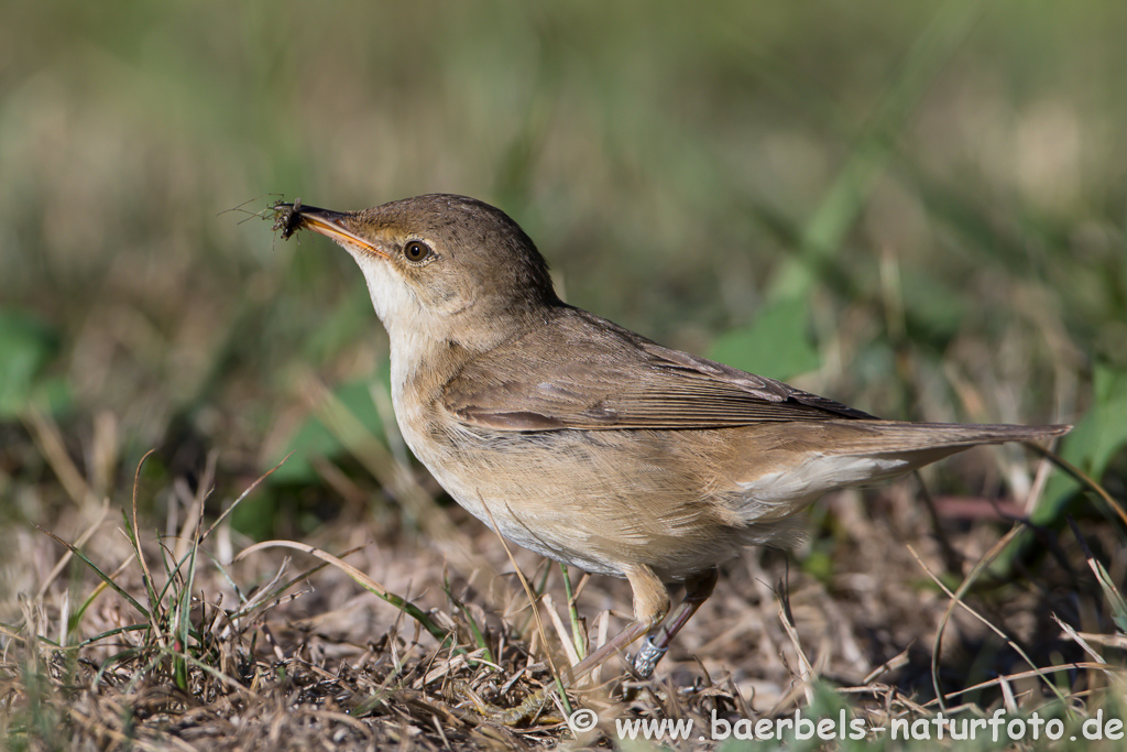 Teichrohrsänger, Rohrspatz