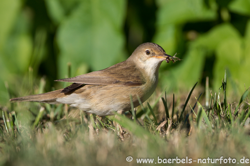 Teichrohrsänger, Rohrspatz