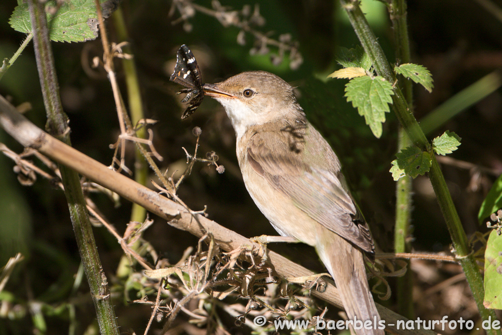 Teichrohrsänger, Rohrspatz