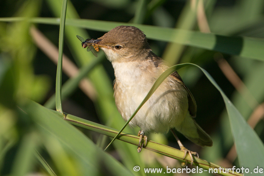 Teichrohrsänger, Rohrspatz