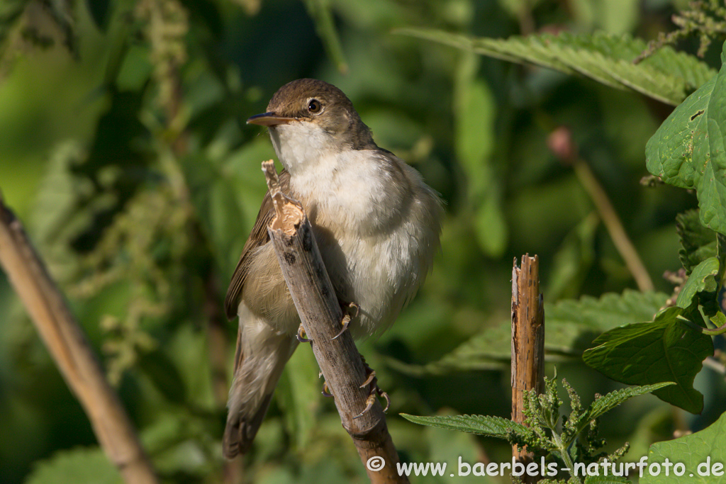 Teichrohrsänger, Rohrspatz