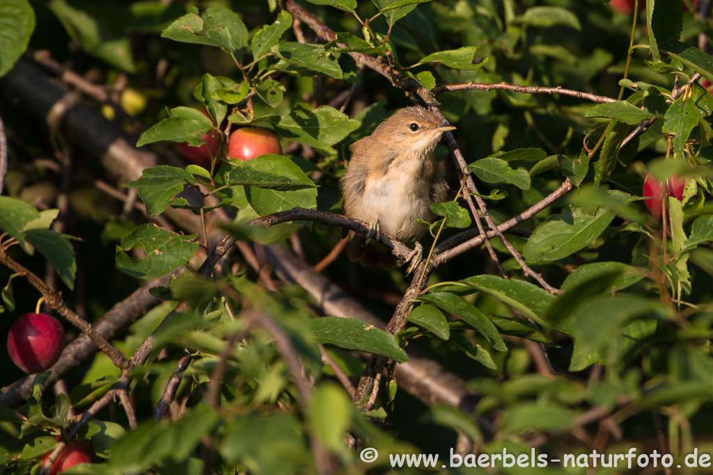 Teichrohrsänger, Rohrspatz