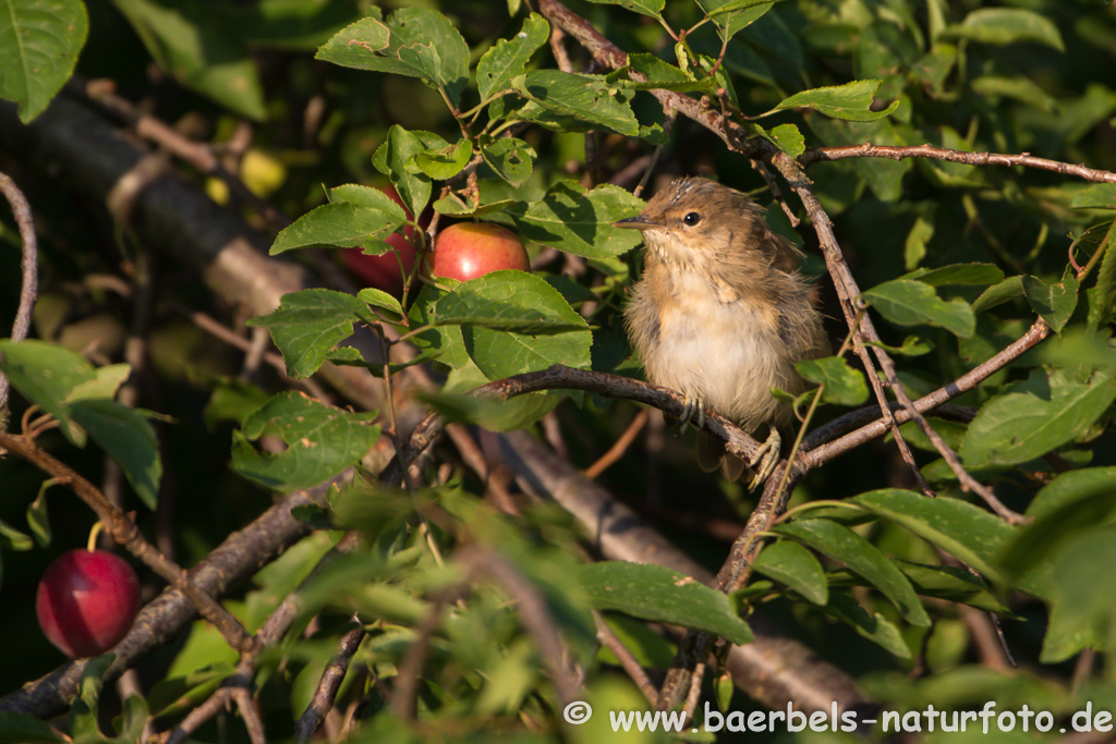 Teichrohrsänger, Rohrspatz