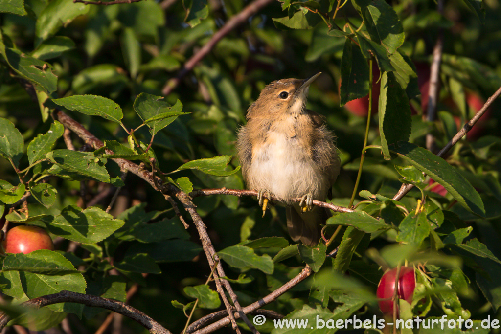 Teichrohrsänger, Rohrspatz