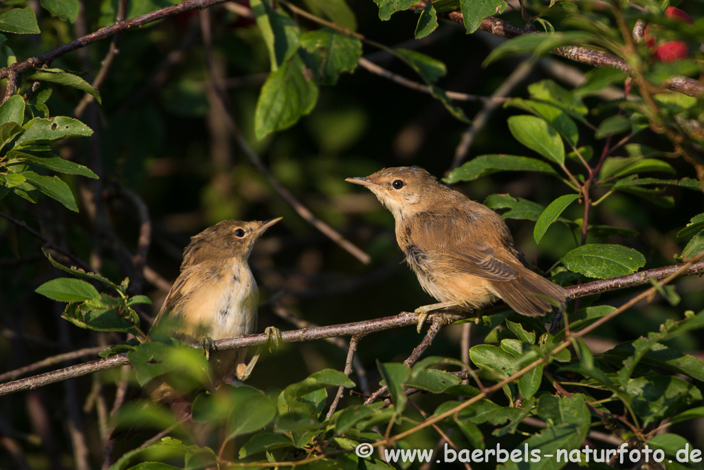 Teichrohrsänger, Rohrspatz