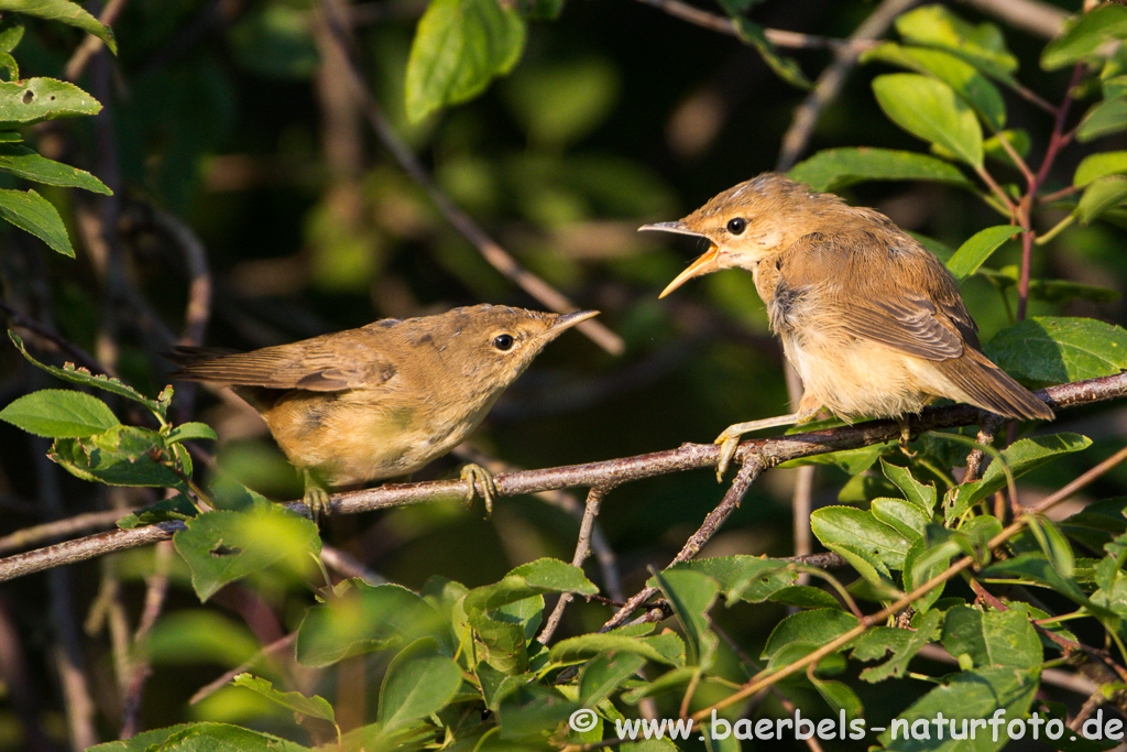 Teichrohrsänger, Rohrspatz