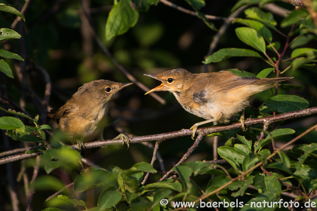 Teichrohrsänger, Rohrspatz