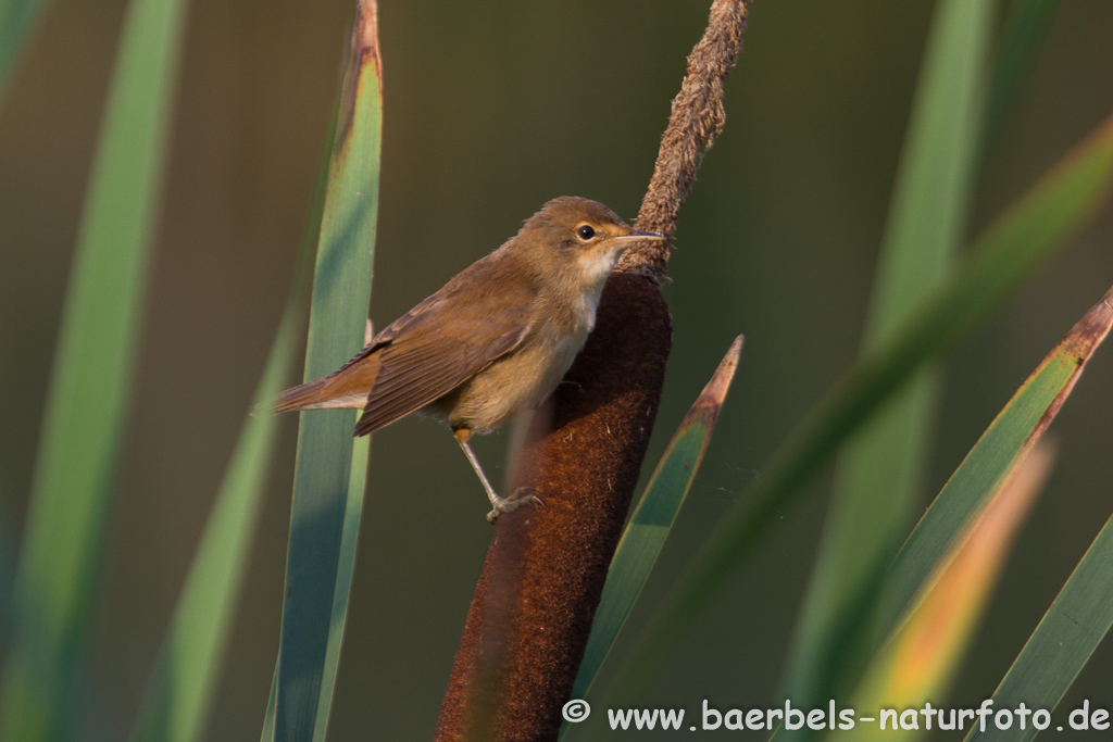 Teichrohrsänger, Rohrspatz