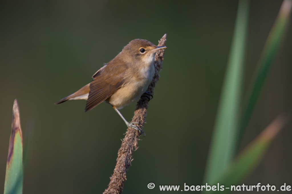 Teichrohrsänger, Rohrspatz