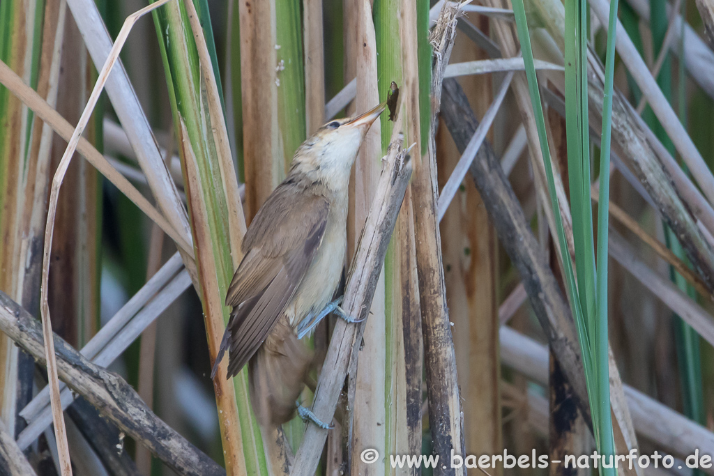 Teichrohrsänger, Rohrspatz