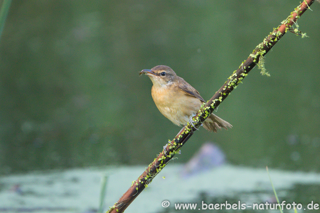 Teichrohrsänger, Rohrspatz