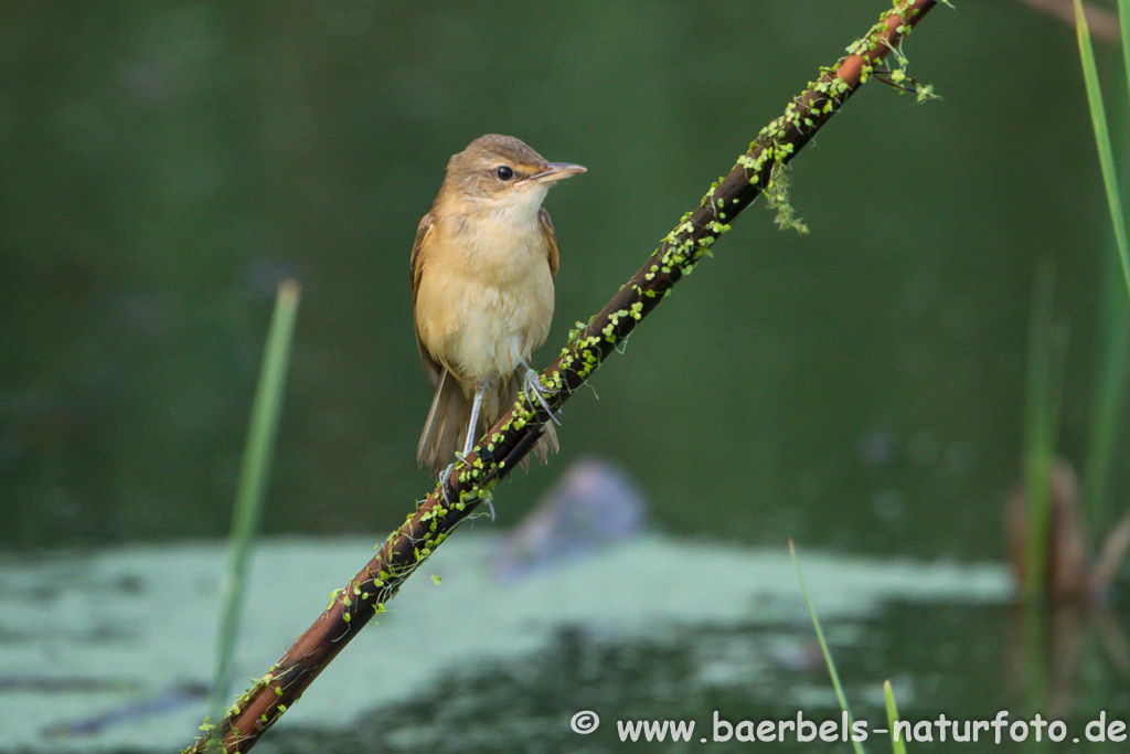 Teichrohrsänger, Rohrspatz