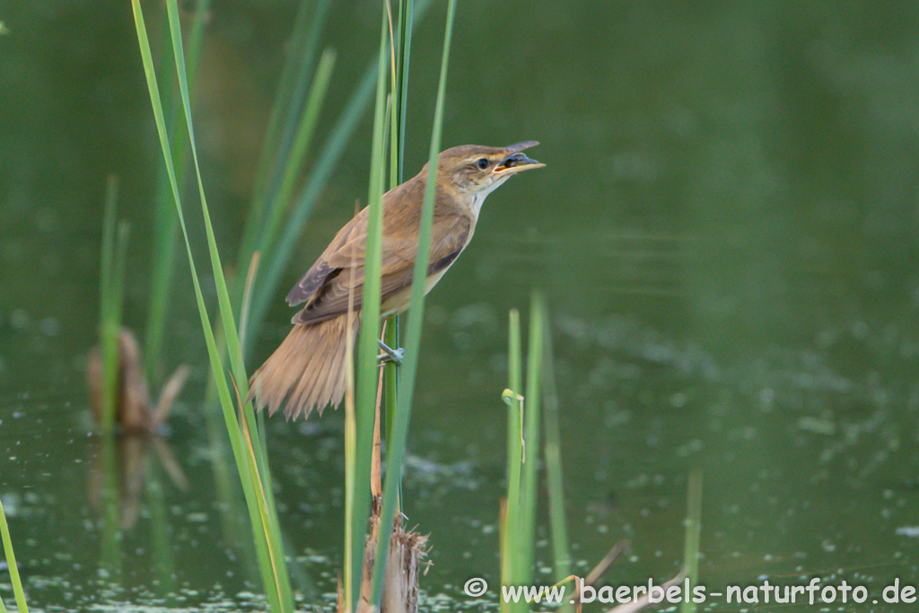 Teichrohrsänger, Rohrspatz