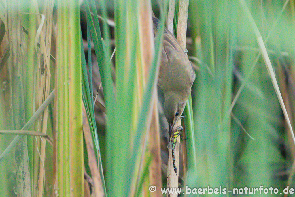 Teichrohrsänger, Rohrspatz