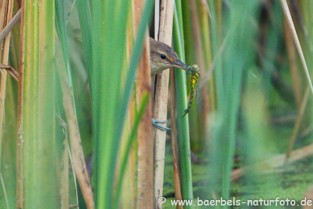 Teichrohrsänger, Rohrspatz