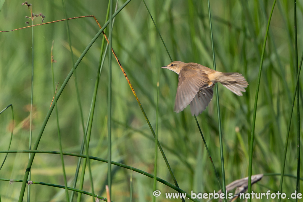 Teichrohrsänger, Rohrspatz