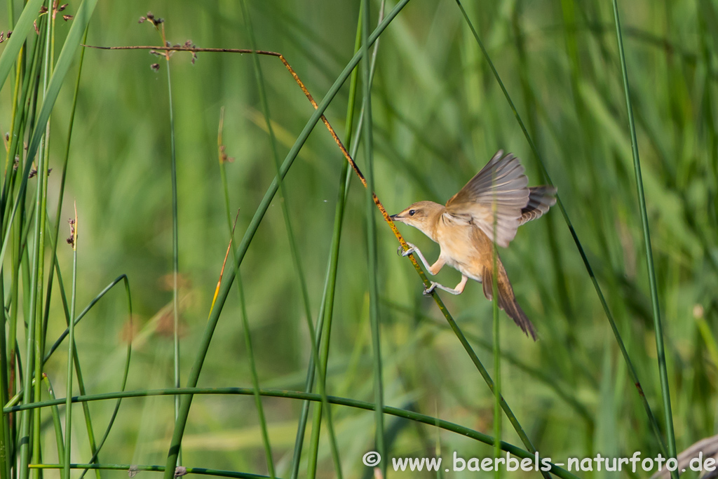 Teichrohrsänger, Rohrspatz