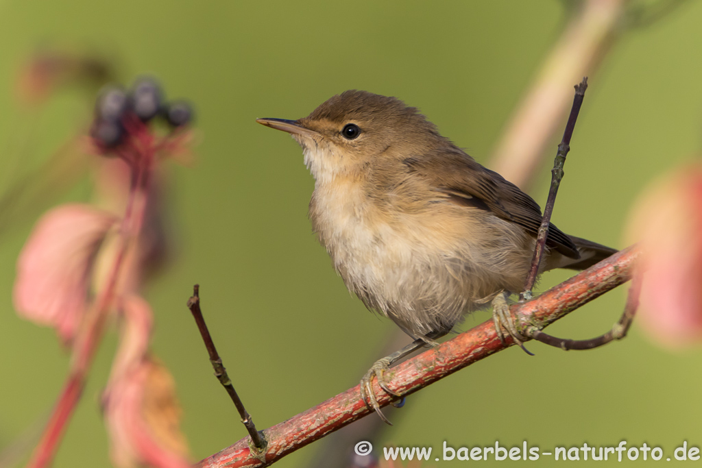 Teichrohrsänger, Rohrspatz