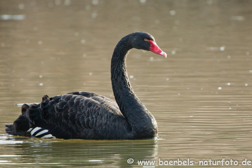 Trauerschwan