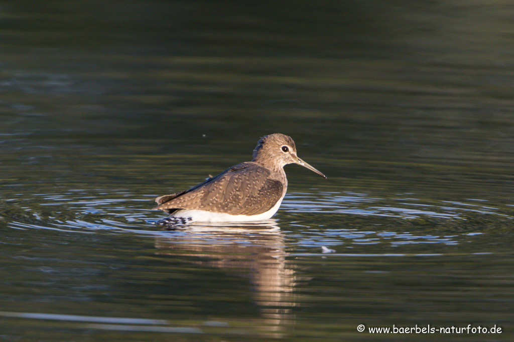 Waldwasserläufer