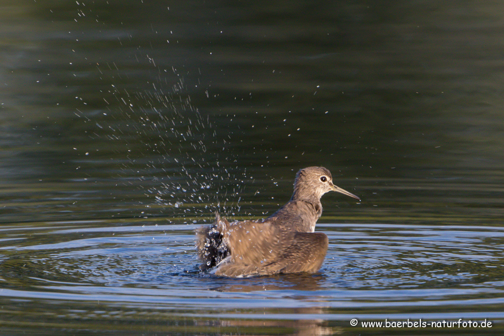 Waldwasserläufer