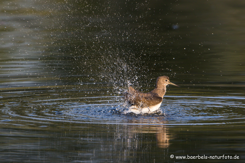 Waldwasserläufer