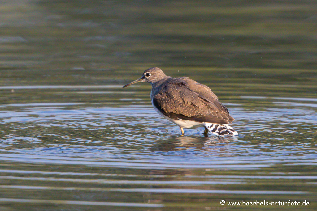 Waldwasserläufer