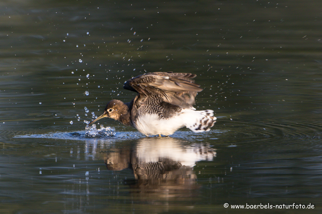 Waldwasserläufer