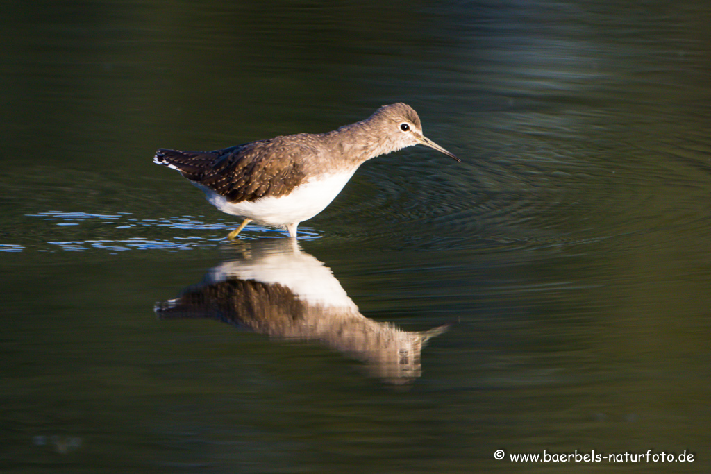 Waldwasserläufer