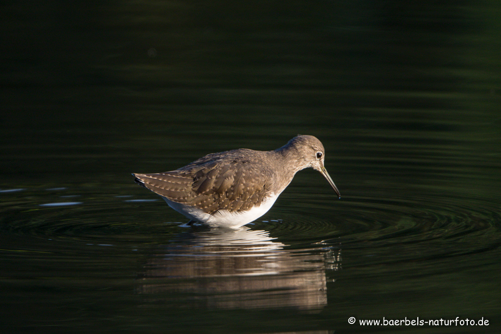 Waldwasserläufer