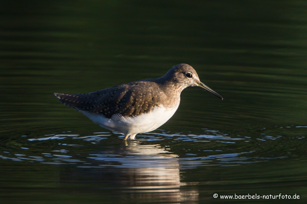 Waldwasserläufer